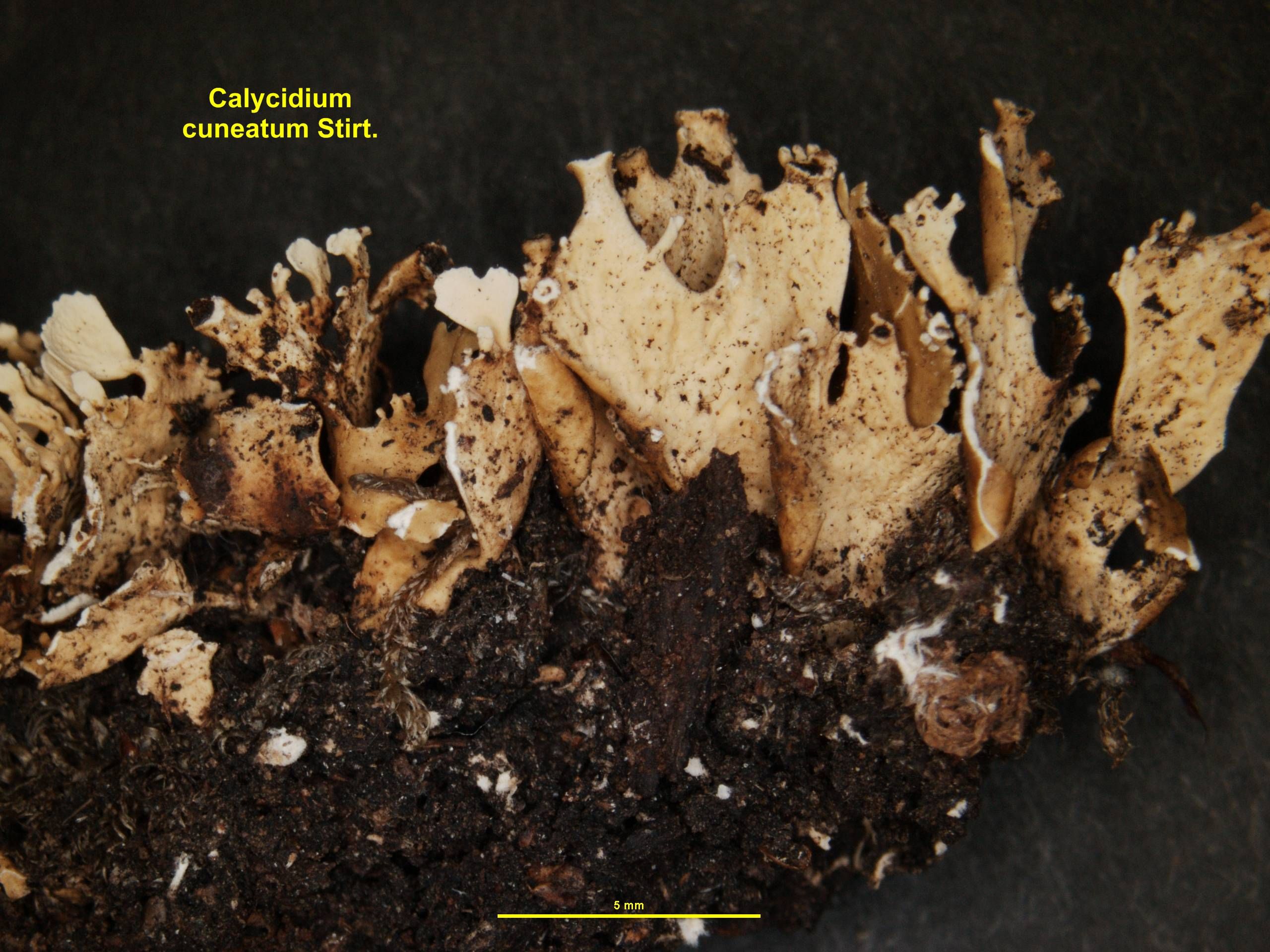 Представитель Семейства Calycidiaceae
